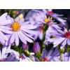 Hviezdnica vresovcová Blue Star - Aster ericoides Blue Star