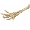 Europet Kostra ruky - 1 ks