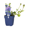 Železník argentinský FloraSelf Verbena kultivar 'Homestead Purple' 5-25 cm kvetináč 0,5 l