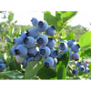 Vaccinium corymbosum 'Spartan' (Čučoriedka chocholíkatá 'Spartan')
