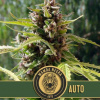Blimburn Seeds Semená kanabisu Mamba Negra Auto 9 pcs
