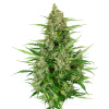 Sensi Seeds Cannabis Seeds Double Kush Cake Cake Automatic Feminized, 3-10 ks 5 ks