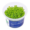 Hemianthus callitrichoides 'Cuba' - InVitro