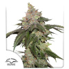 Kerosene Krash Feminizované Semená - 5