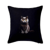 Britská mačka čierna fotka - Vankúš 50x50 - 50x50 - Vrátane výplne ( Čierna )