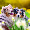 Dogs 2026 - nástěnný kal…