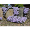 Phlox subulata Emerald Cushion Blue