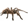 Vtáčkar - Grammostola