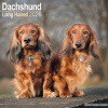 Dachshund Longhaired, 30,5 x 30,5 30,5 x 61 cm 2026
