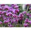 Železník argentínsky Lollipop - Verbena bonariensis Lollipop (kontajner p11)
