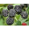 Maliník Black Jewel (kontajner p13)