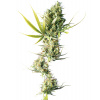 Sensi Seeds Semená kanabisu Durban® Feminizované, 3-10 ks 3 pcs