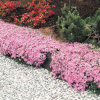 Phlox subulata Moerheimii