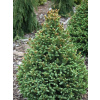 Smrek šedý Pyramidalis Compacta