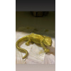 Animal decoration Lizard (jašterica) gold 12 cm