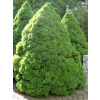 Smrek biely conica 60/80cm Picea glauca Conica