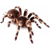 Vtáčkar - Acanthoscurria geniculata