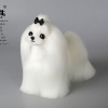 Mr Jiang Srsť celého tela biela Mr. Jiang Maltese
