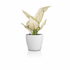 Lechuza geobra Kvetináč Lechuza Classico Color all-in-one set Farba: Biela, Veľkosť: 12 (13 / 12 cm)