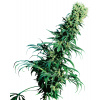 Sensi Seeds Cannabis Seeds Early Pearl® Regular, 10 ks