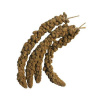 Senegal Millet 300g senegálske proso v klasoch (Senegal Millet 300g senegálske proso v klasoch)