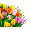 Maľovanie podľa čísel Gaira Tulipány M3498YD (M3498YD)