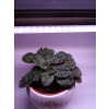 HIBRIGHT LED GROW trubica pre rast rastlín, 5W, 30 cm, plné spektrum slabo ružová