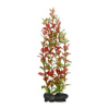 Tetra Red Ludwigia L 30 cm