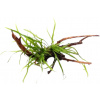 Dennerle Plants Microsorum pteropus Trident on Spiderwood - 1 ks