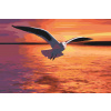 Vymalujsisam.sk Maľovanie podľa čísiel - Čajka nad morom Veľkosť: 40x60cm, Rám: Bez rámu, iba zrolované plátno