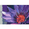 Vymalujsisam.sk Maľovanie podľa čísiel - Maľovaná kvetina Veľkosť: 40x60cm, Rám: Bez rámu, iba zrolované plátno