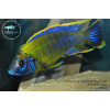 Aulonocara sp. lwanda Hai Reef - 5,5-7cm