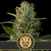Blimburn Seeds Feminizované semená kanabisu Santa Muerte 3 pcs