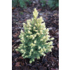 Picea glauca 'Rainbow's End' (Smrek biely 'Rainbow's End')
