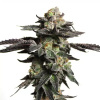 Blimburn Seeds - Zombie Death Fuck 3 ks - Semienka neobsahujú THC