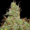 Seedsman Jack Herer neobsahuje THC nan