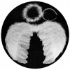 Kostým pre dievča - Angel's Outfit Angel Wing Tulle Halo (Malé krídla s perím anjel maličký anjel Aureola)