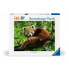 Ravensburger Puzzle 12000369 Süßer roter Panda - 500 Teile Puzzle für Erwachsene und Kinder ab 1'2 Jahren