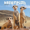Meerkats, 30,5 x 30,5 30,5 x 61 cm 2026