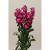 MATTHIOLA, KATZ CRIMSON, 1000 semien