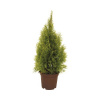Túja západná FloraSelf Thuja occidentalis 'Golden Smaragd' výška 40-60 cm kvetináč 3 l