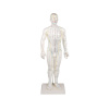 Čínska figurína pre akupunktúru Muž - 50 cm