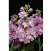 MATTHIOLA, KATZ LIGHT LAVENDER, 1000 semien