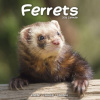 Ferrets, 30,5 x 30,5 30,5 x 61 cm 2026