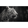 Obraz – Leopardí Profil Čiernobiely – AiArt 16:9