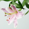 Ekokoza Lily of the Valley, 1 l