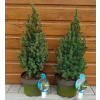 Smrek biely (Picea glauca ´Sander´s Blue´) veľkosť 55cm