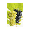 Vínna réva stolová BIO na špalieri FloraSelf Bio Vitis vinifera 'Regent' a 'Phoenix' kvetináč 7,5 l žltá a modrofialová