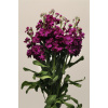 MATTHIOLA, KATZ PURPLE, 1000 semien