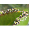 Púčikovec vrúbkovaný (Bryophyllum daigremontianum)